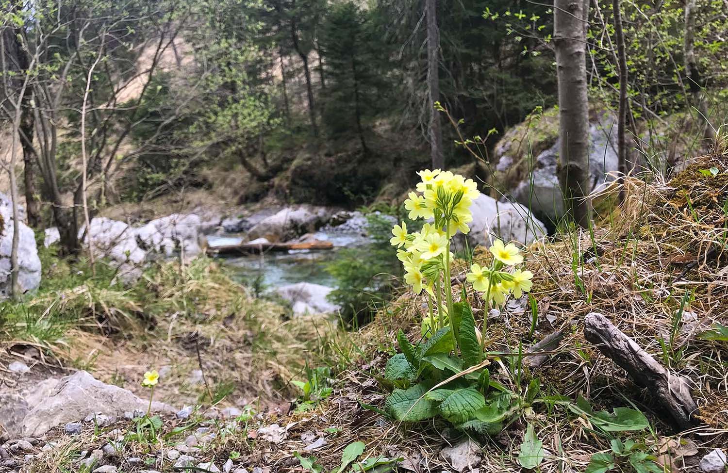 Blume bei den Kuhfluchtwasserfällen