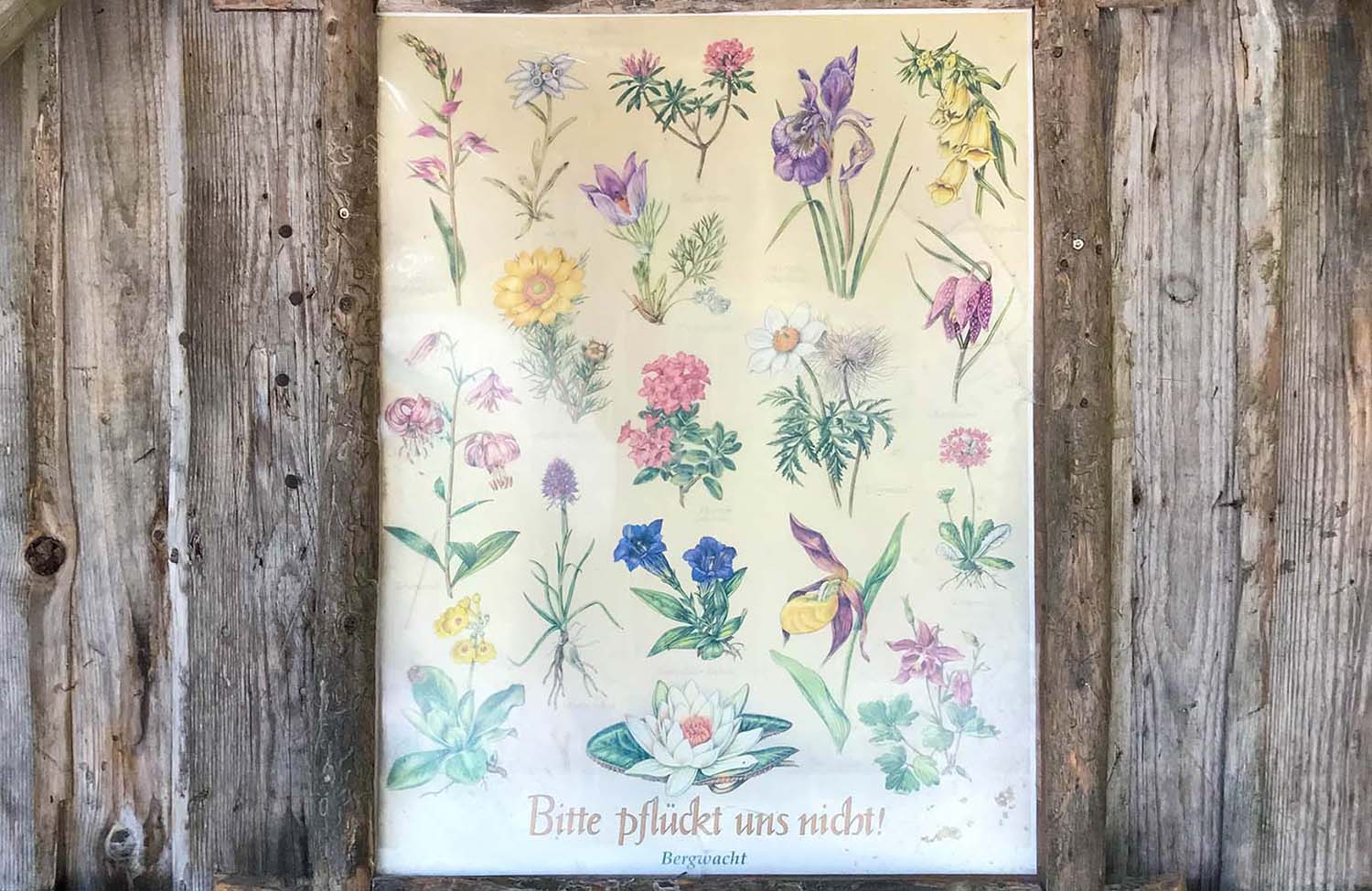 Kuhfluchtwasserfälle Blumen pflücken