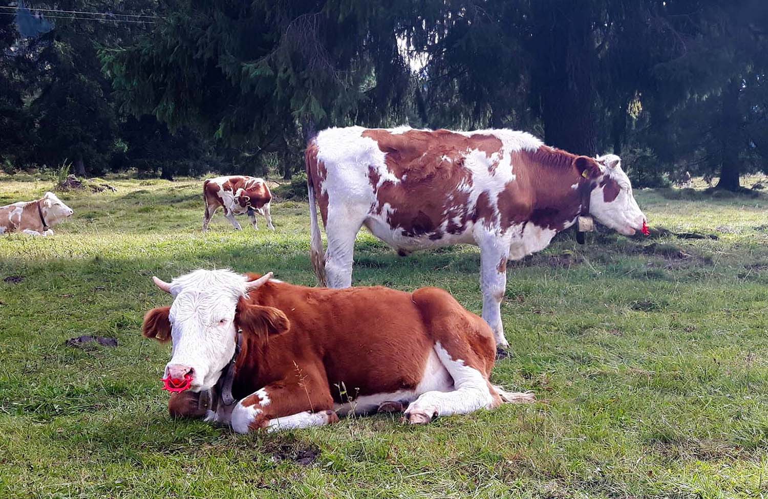 Kühe bei den Kuhfluchtwasserfällen