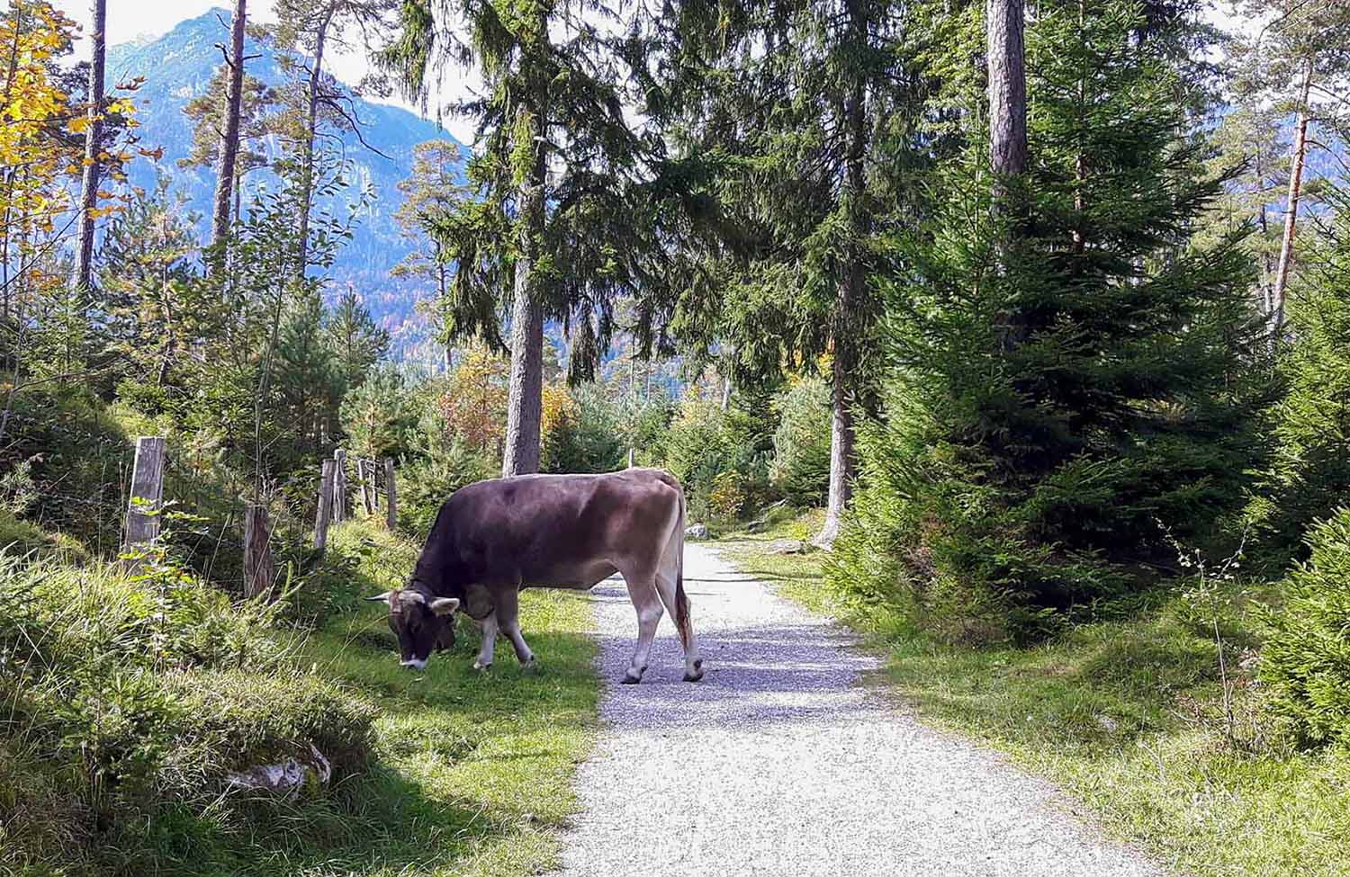 Kuh auf dem Wanderweg