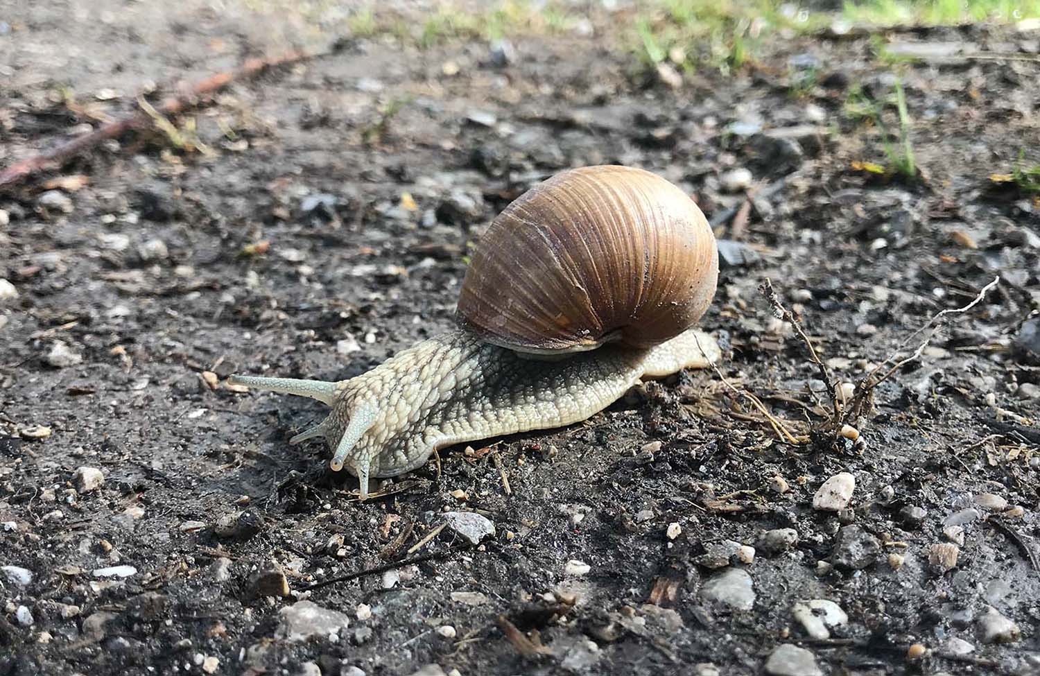 Burgruine Werdenfels Schnecke