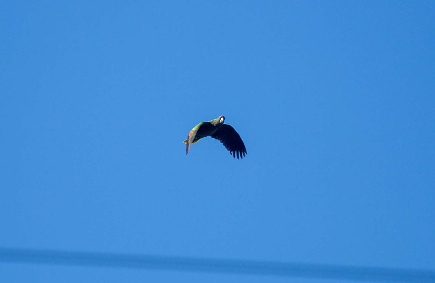 Kaiseramazone (Amazona arausiaca)