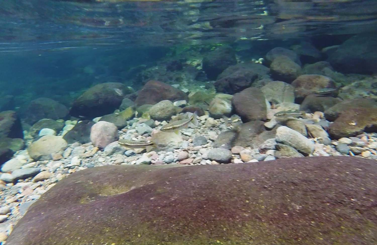 Fische Emerald Pool Dominica