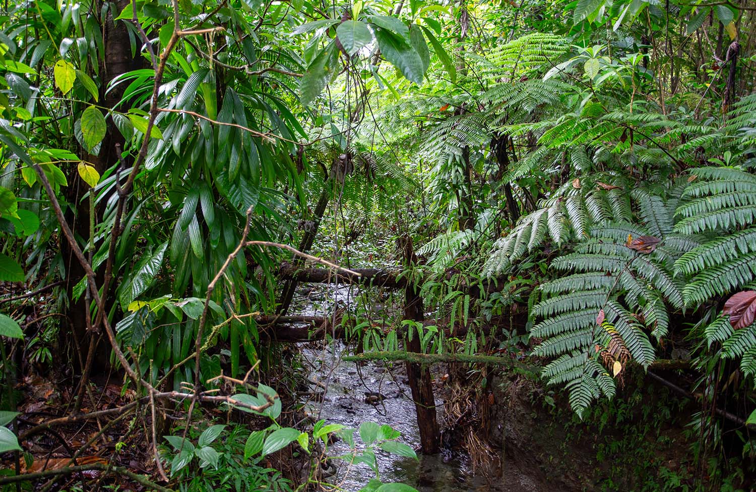 Regenwald Jacko Falls