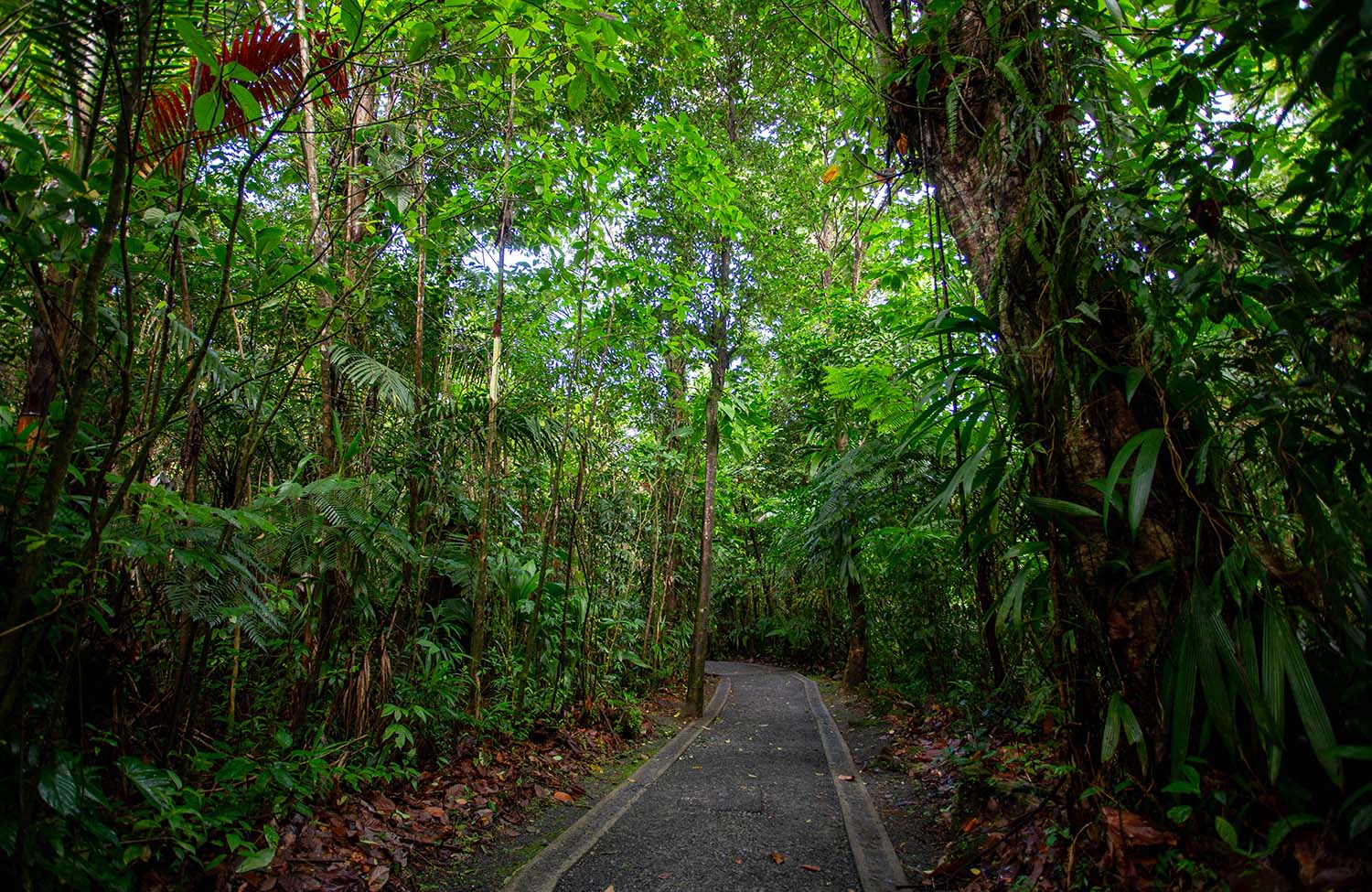 Wanderweg zu den Jacko Falls