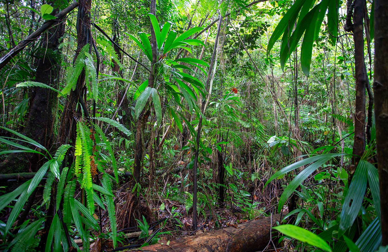 Regenwald Jacko Falls