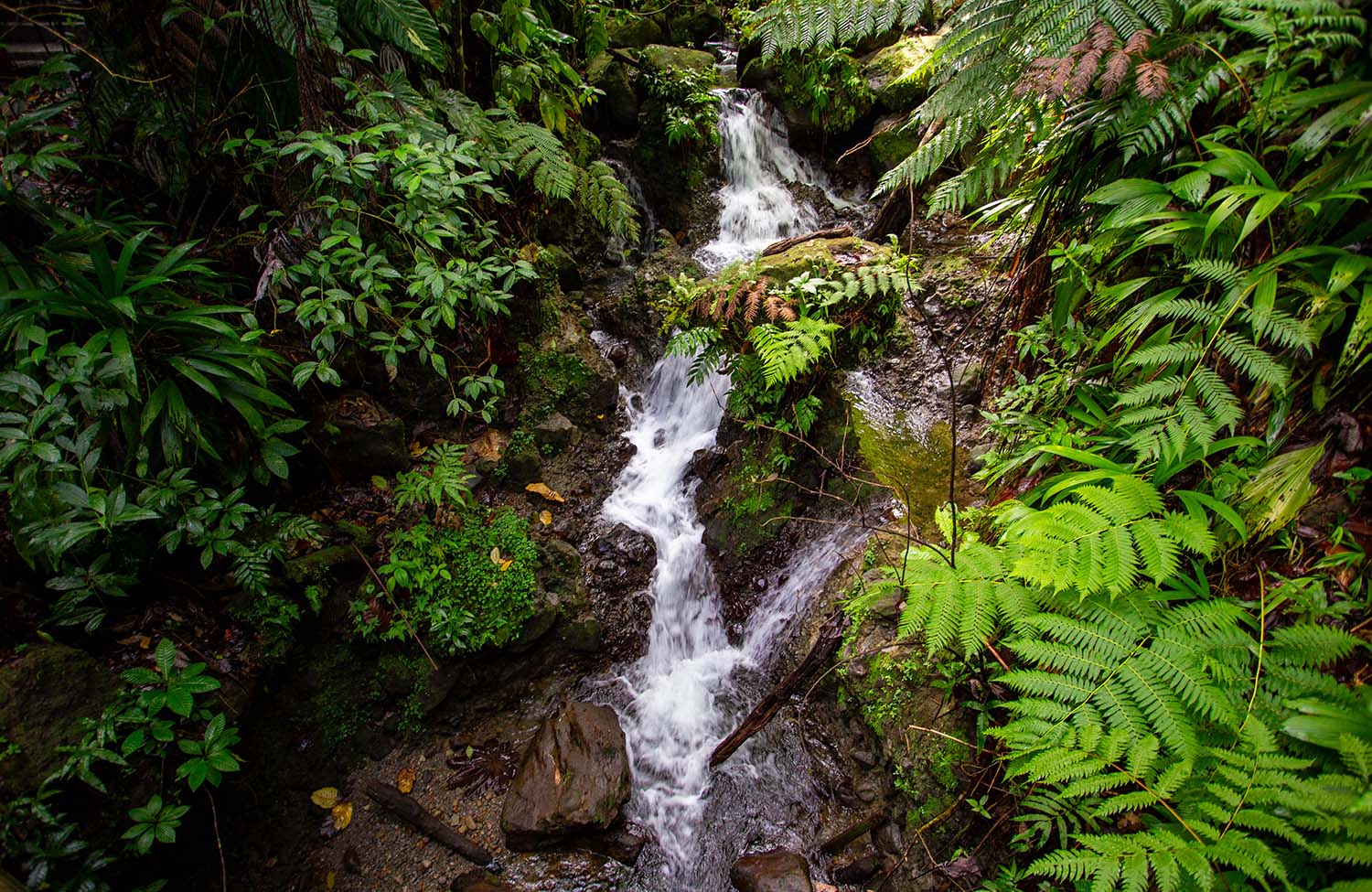 Regenwald Jacko Falls