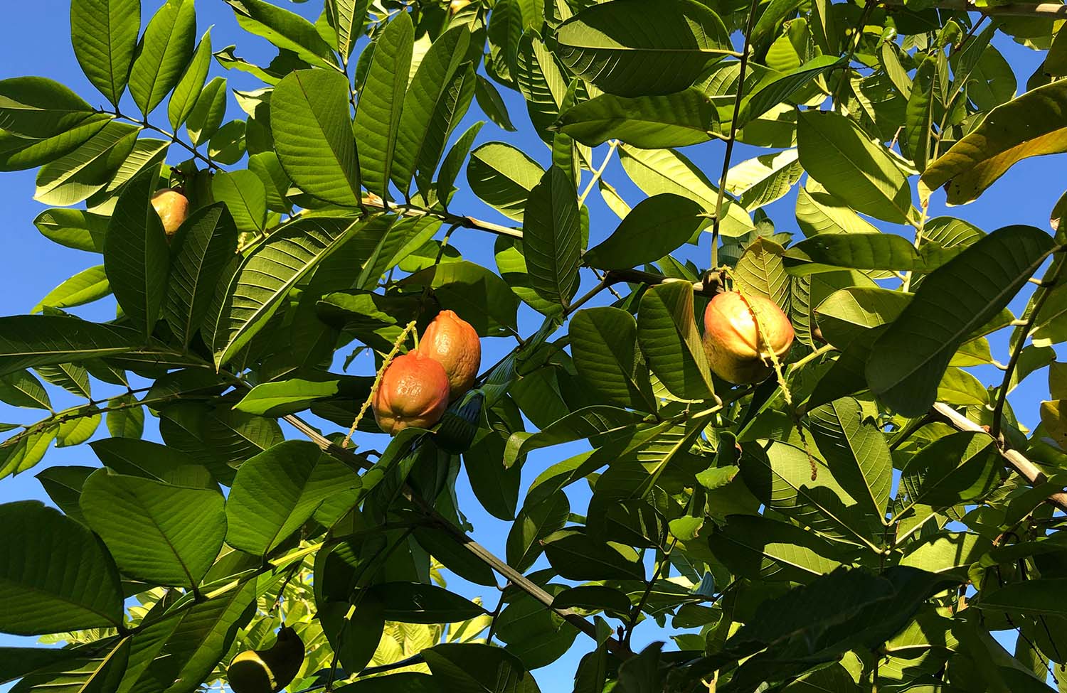 Pflanzen in Dominica