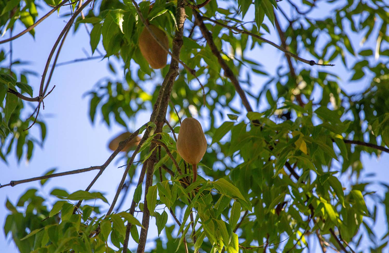 Pflanzen in Dominica