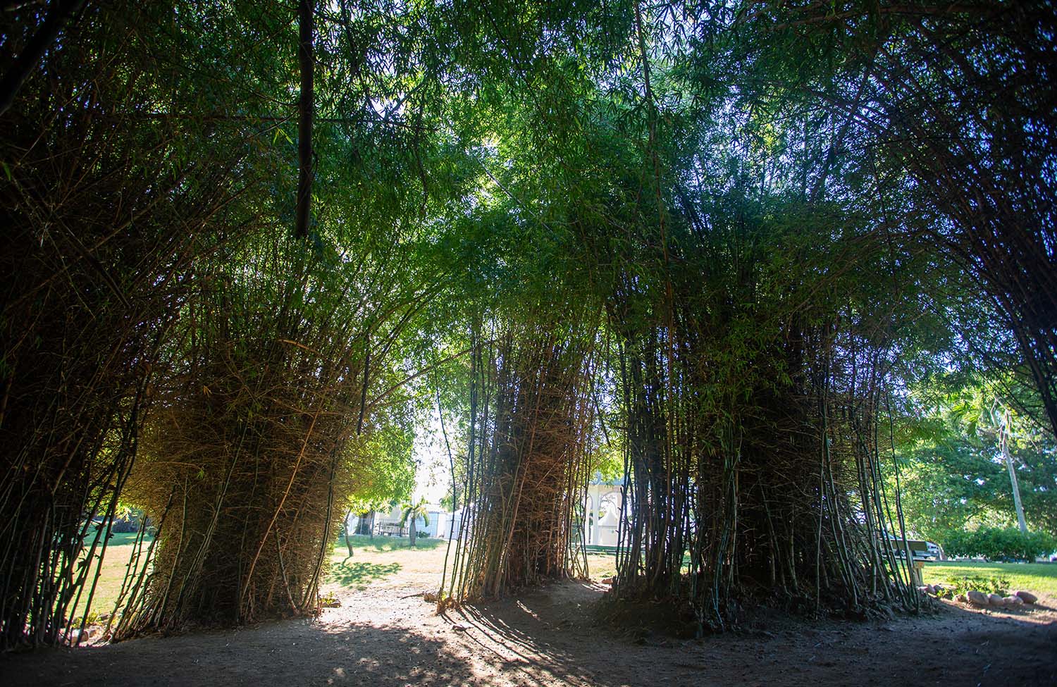 Bamboo House