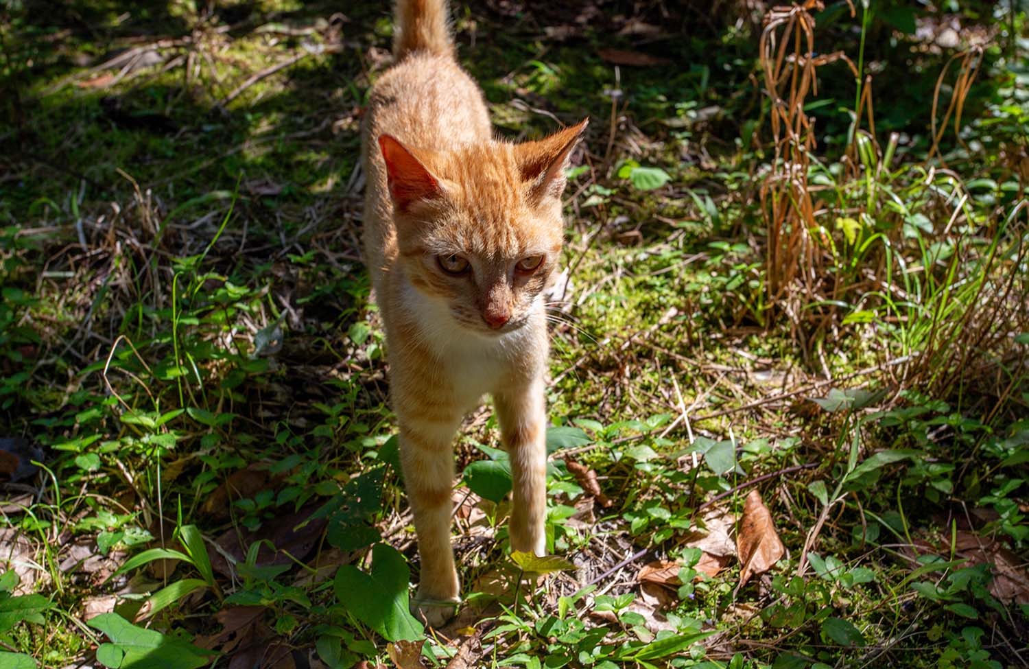 Tiger in Dominica