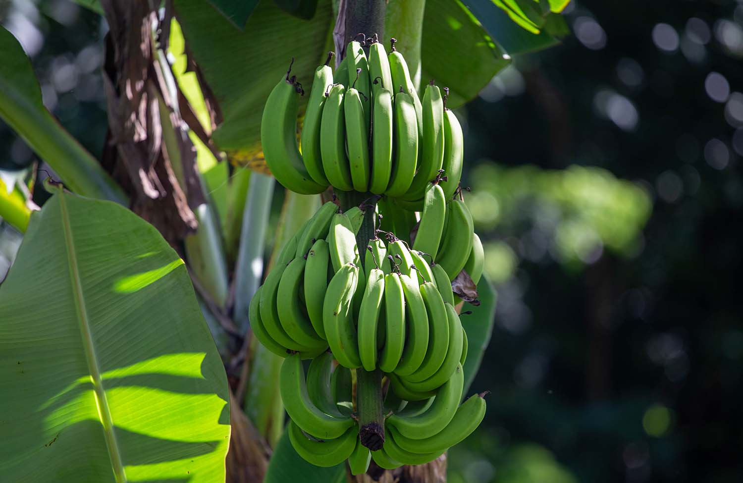 Kochbananen in Dominica