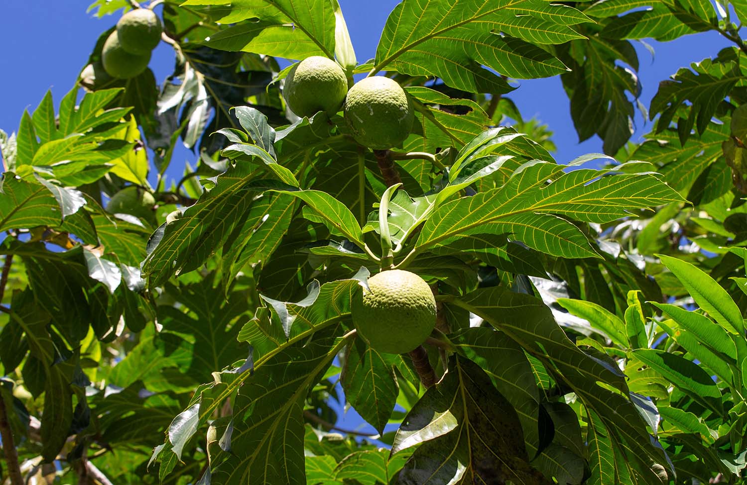 Brotfrucht in Dominica