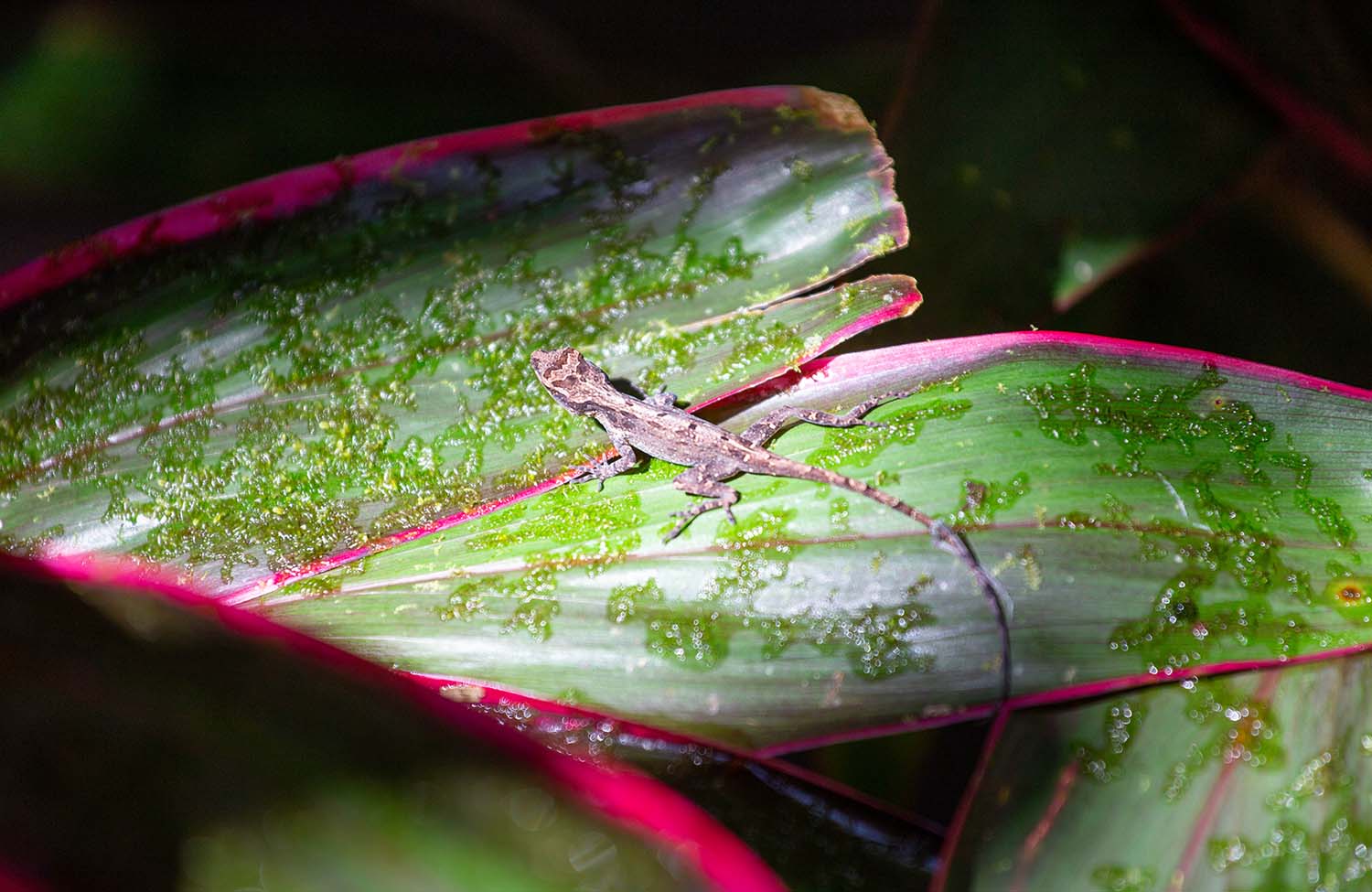 Natürlicher Weichspüler im Regenwald