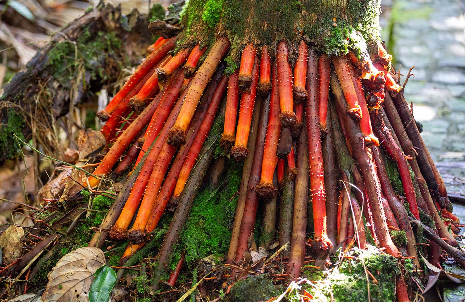 Stilt Roots