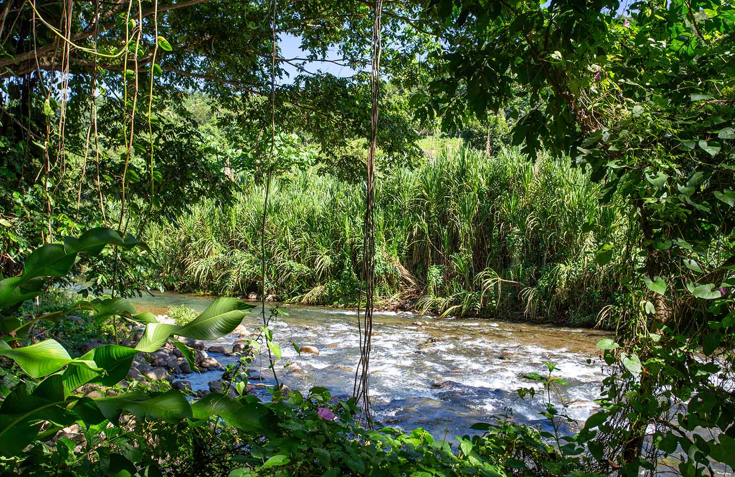 Fluss am Hibiscus Eco Village in Dominica