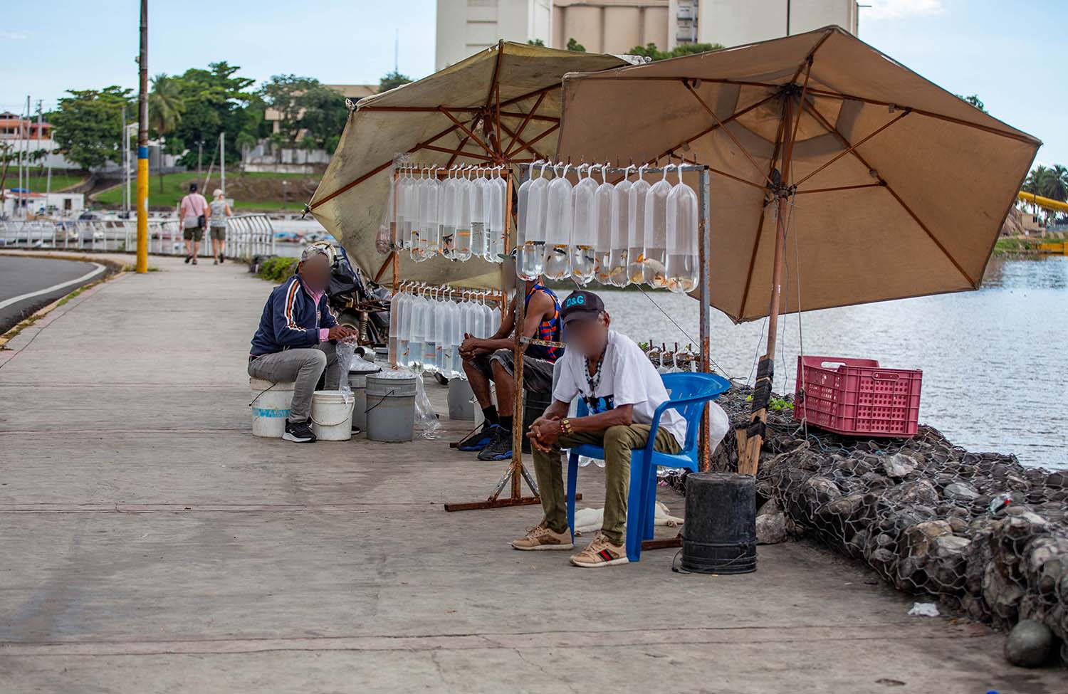 Fische in Santo Domingo