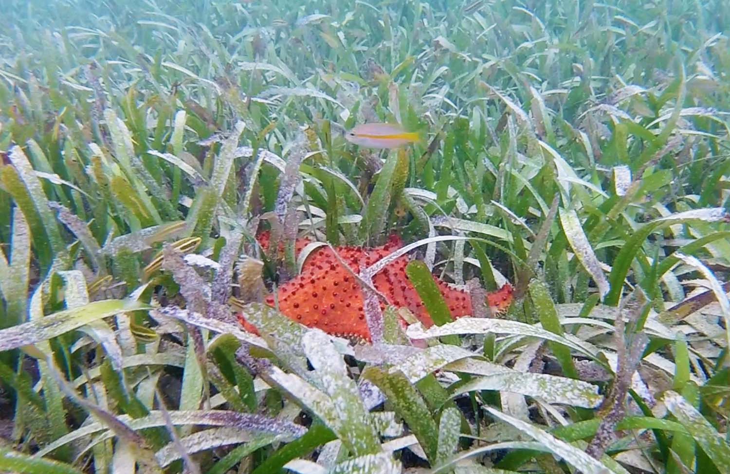 Schnorcheln in Martinique – Seestern: Genetzter Kissenstern