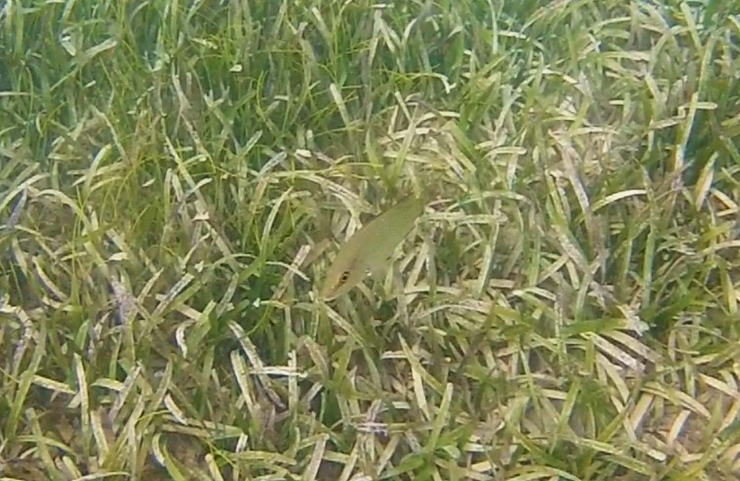 Schnorcheln am Stadtstrand von Sainte-Anne (Martinique)