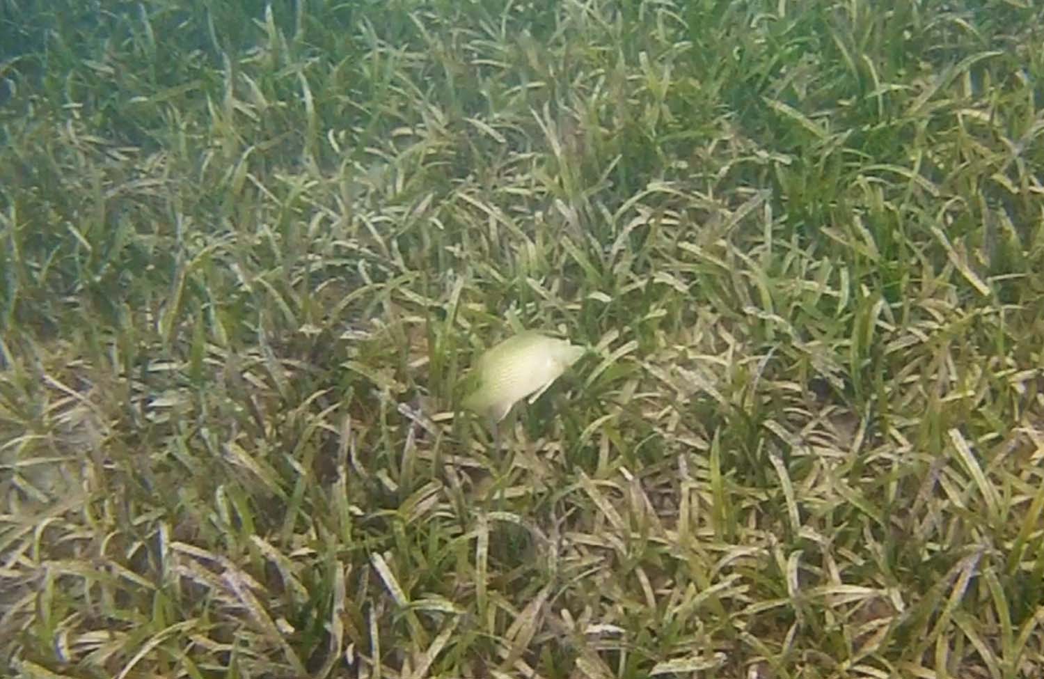 Schnorcheln am Stadtstrand von Sainte-Anne (Martinique)