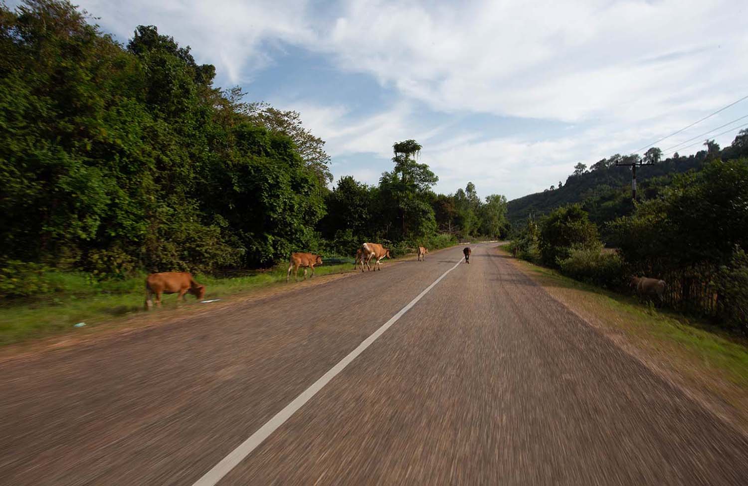 Kühe auf den Straßen von Laos