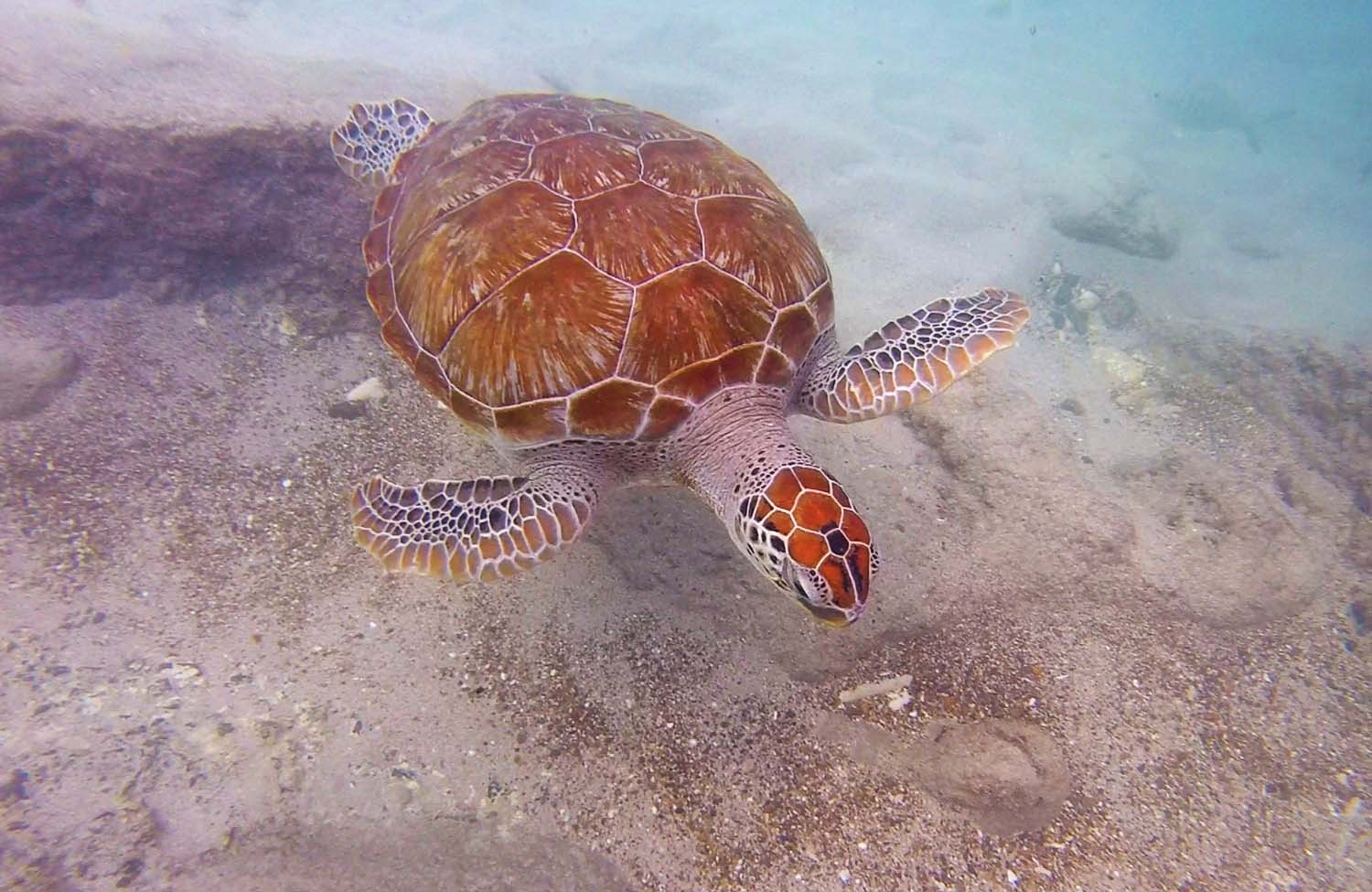 Schnorcheln mit Schildkröten Curaçao