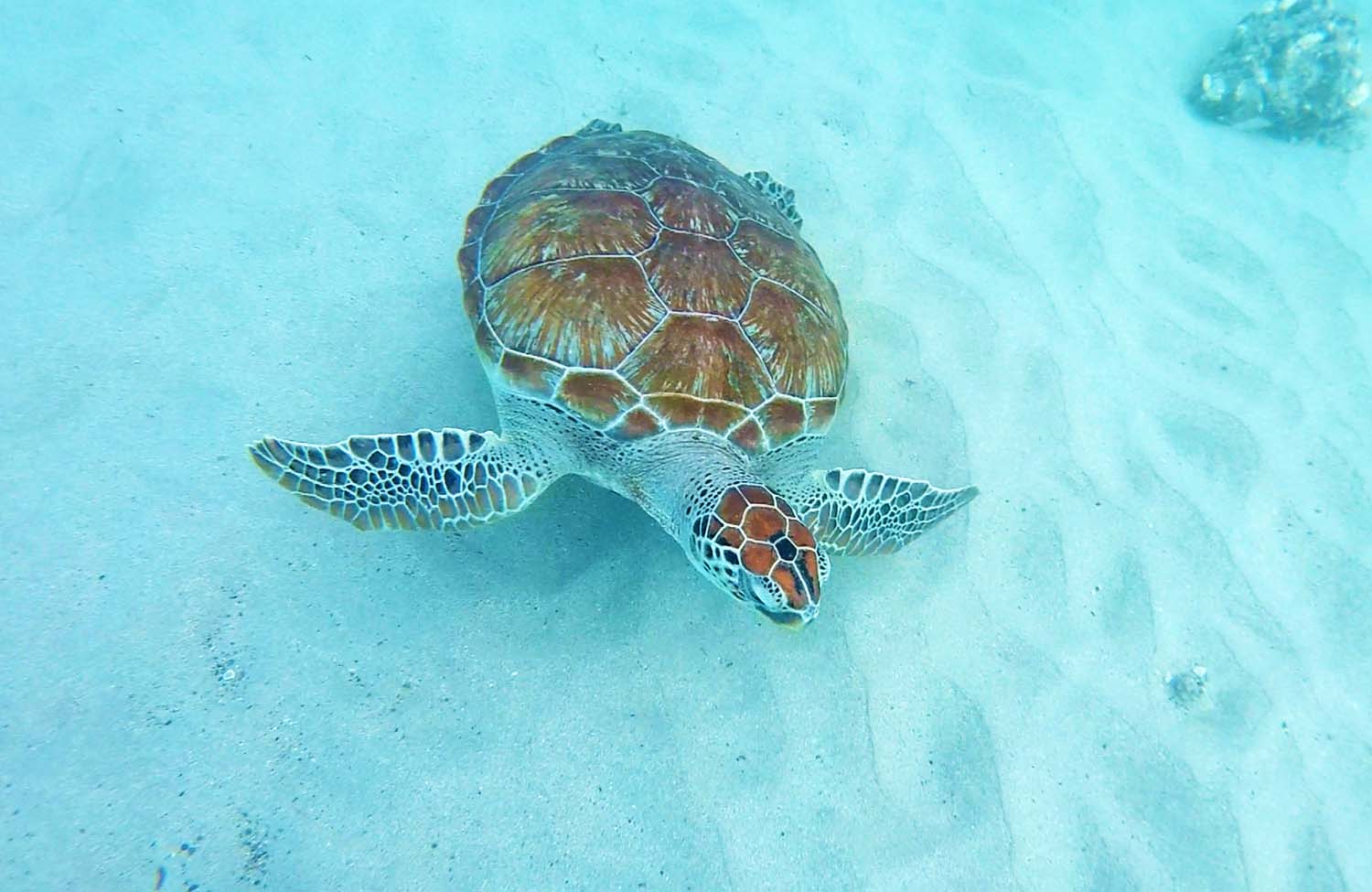 Schnorcheln mit Schildkröten Playa Piskado