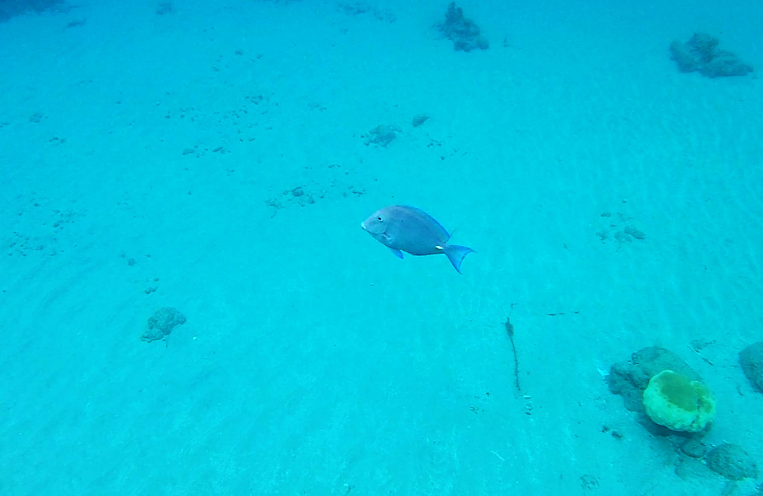 Schnorcheln auf Curaçao