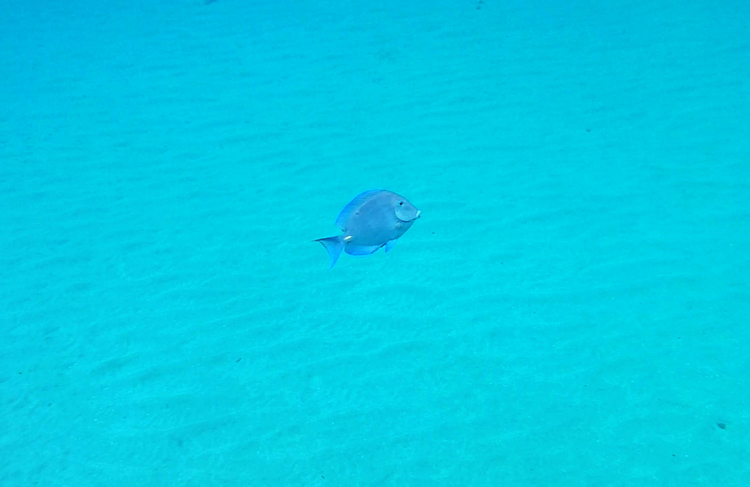 Schnorcheln auf Curaçao Fische