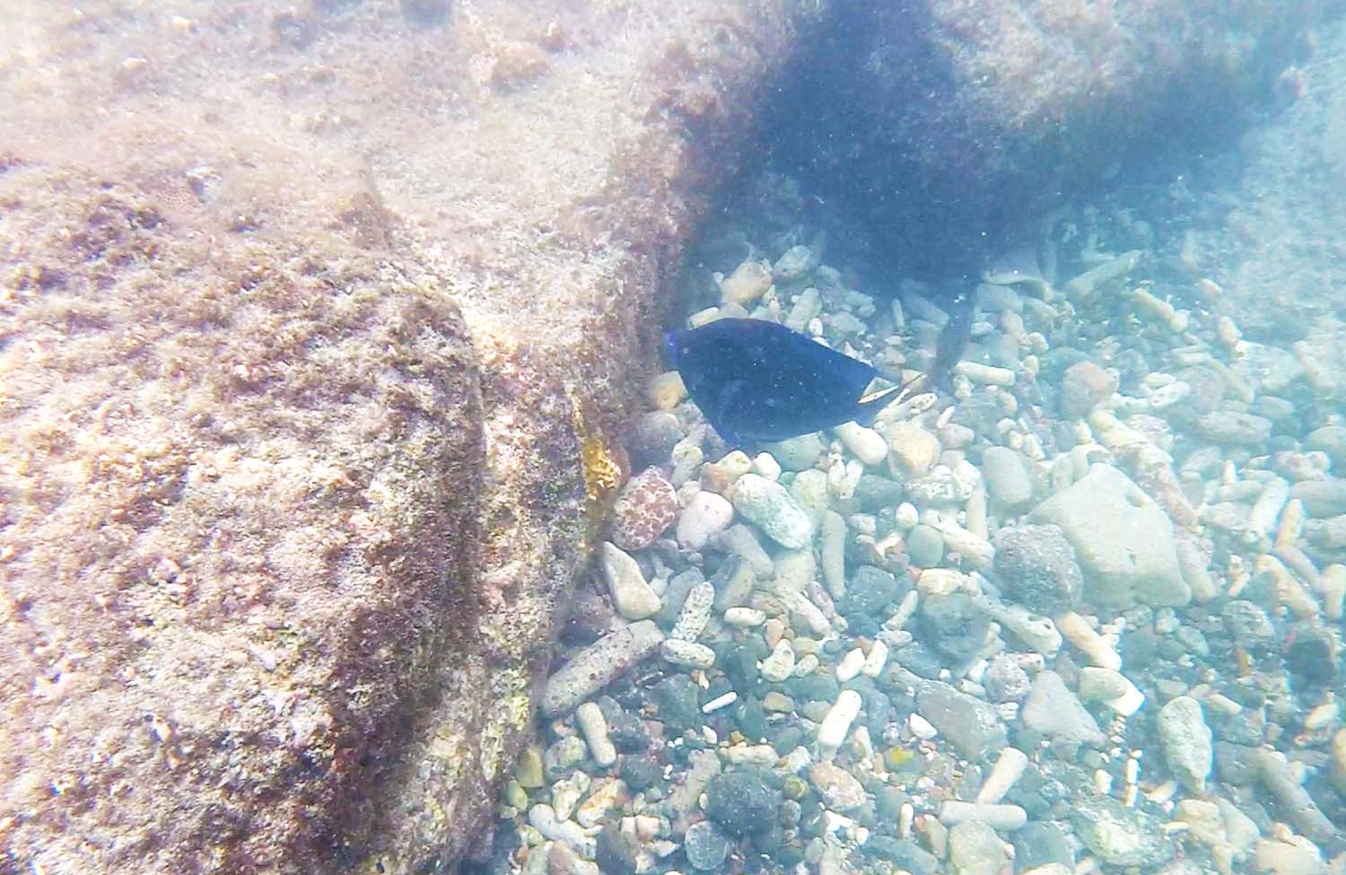 Schnorcheln auf Curaçao Playa Piskado