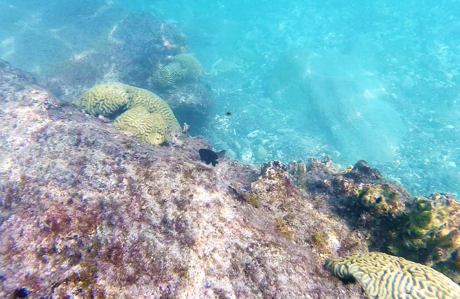 Schnorcheln auf Curaçao Playa Piskado