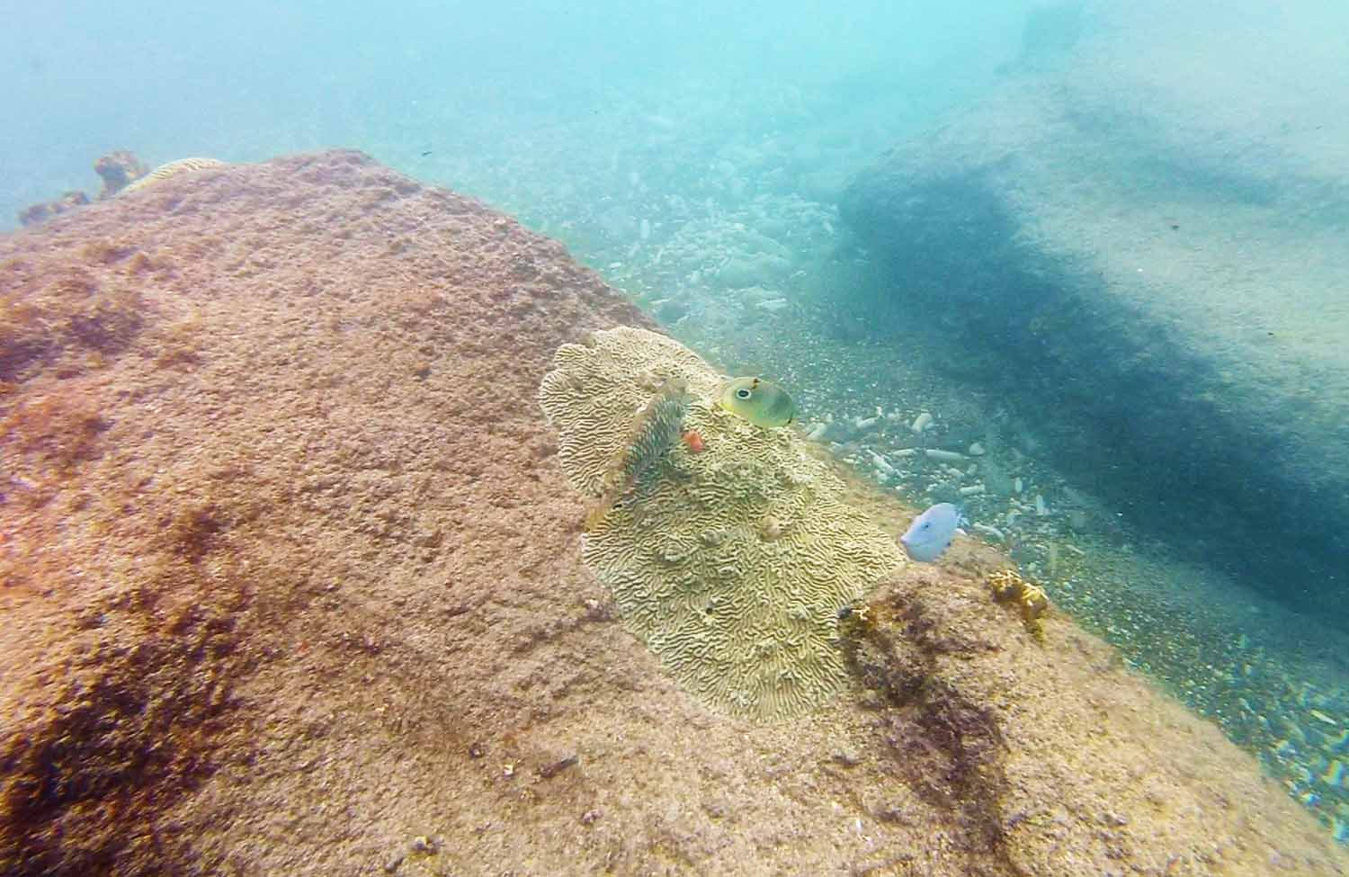 Schnorcheln auf Curaçao Fische