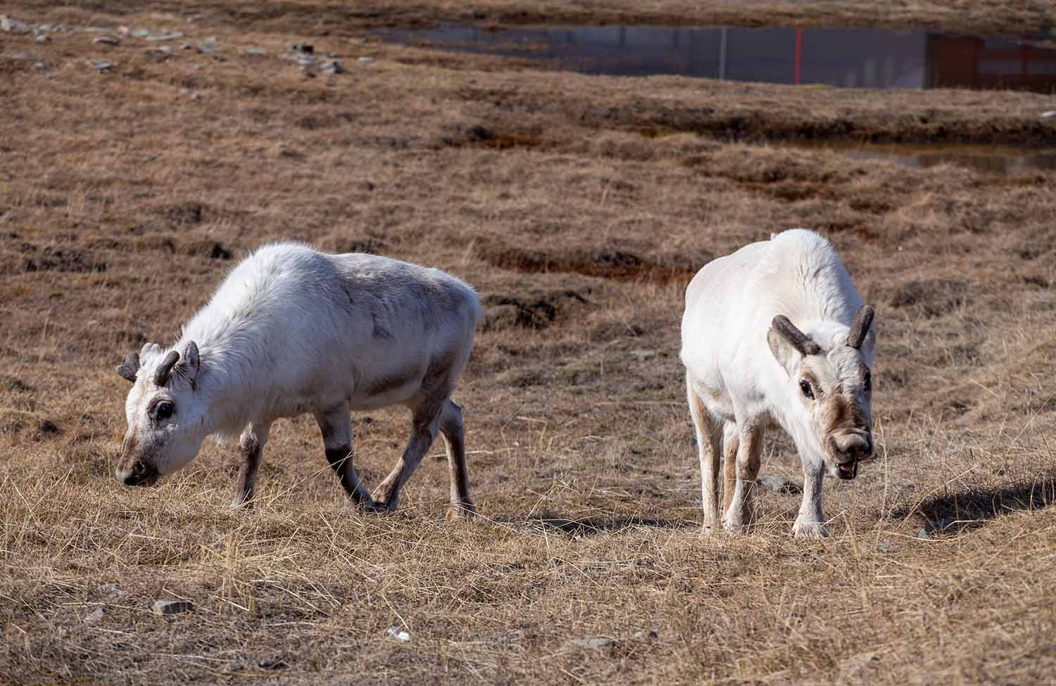 Longyearbyen Svalbard-Rentier