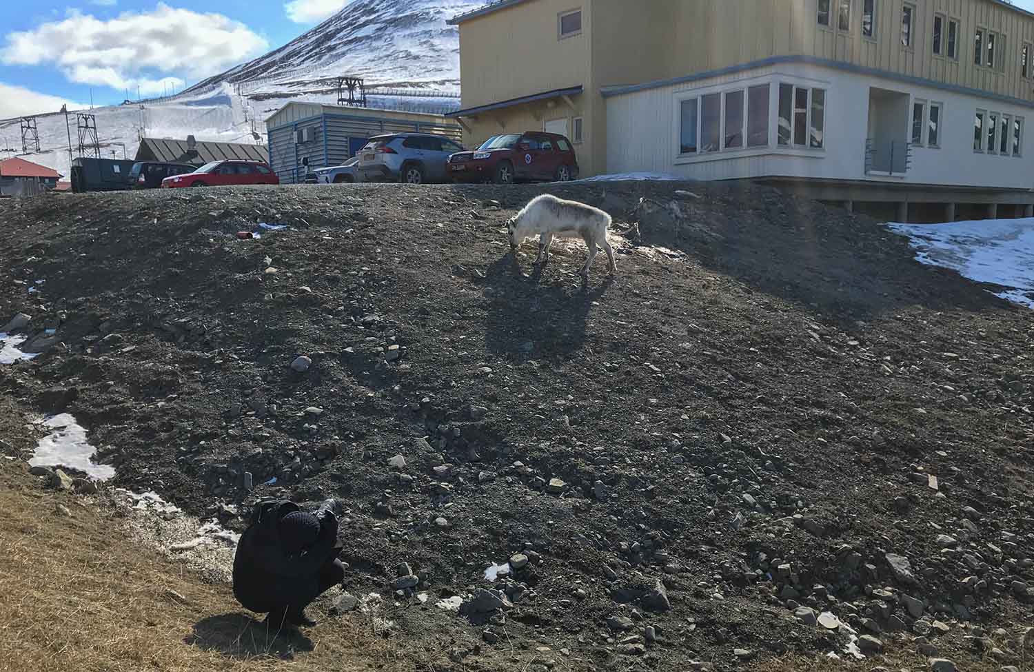 Longyearbyen Svalbard-Rentier