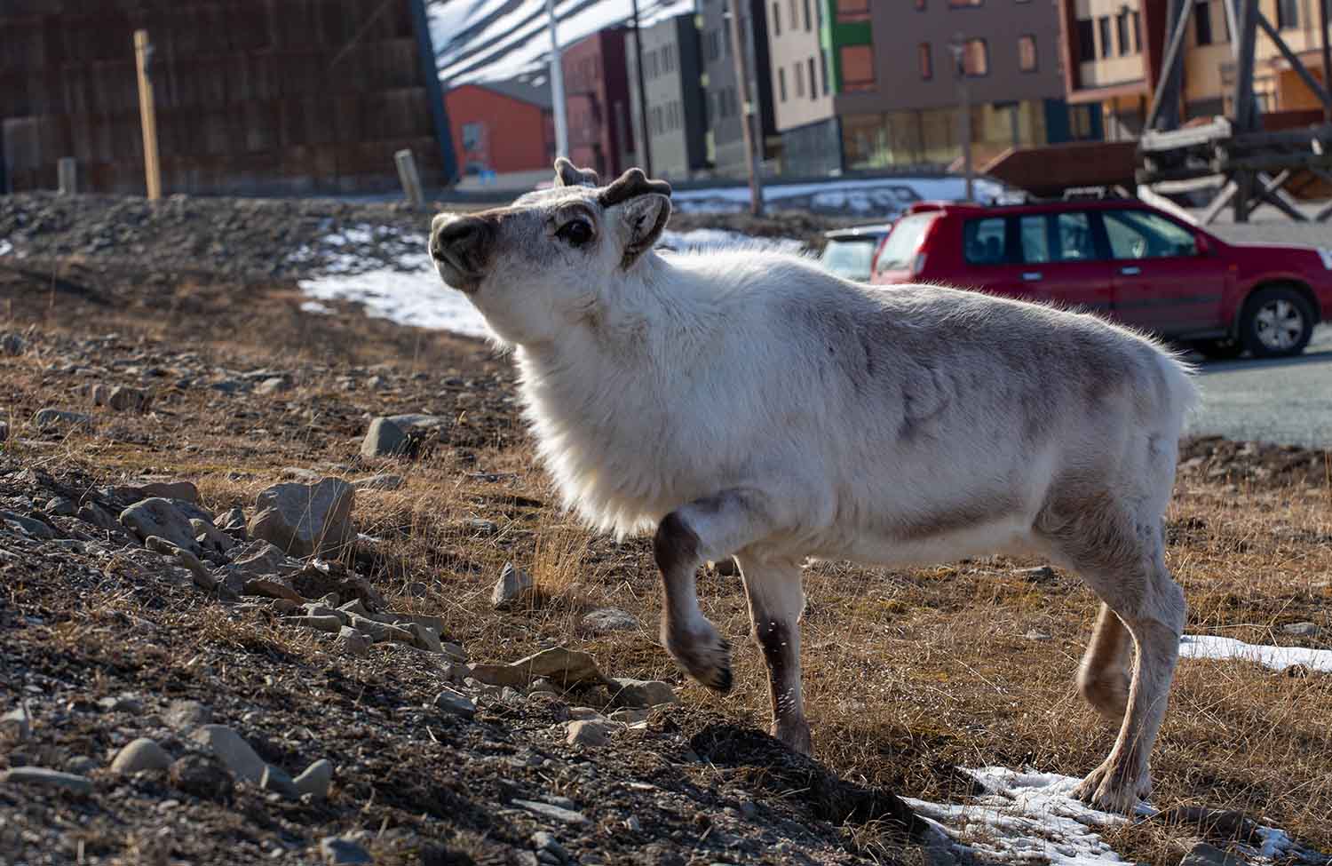 Longyearbyen Svalbard-Rentier