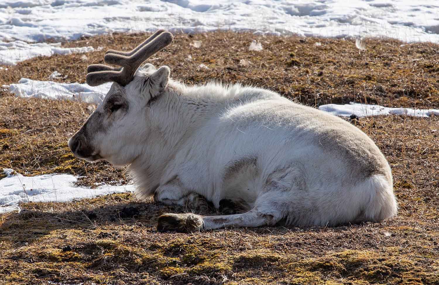 Longyearbyen Svalbard-Rentier