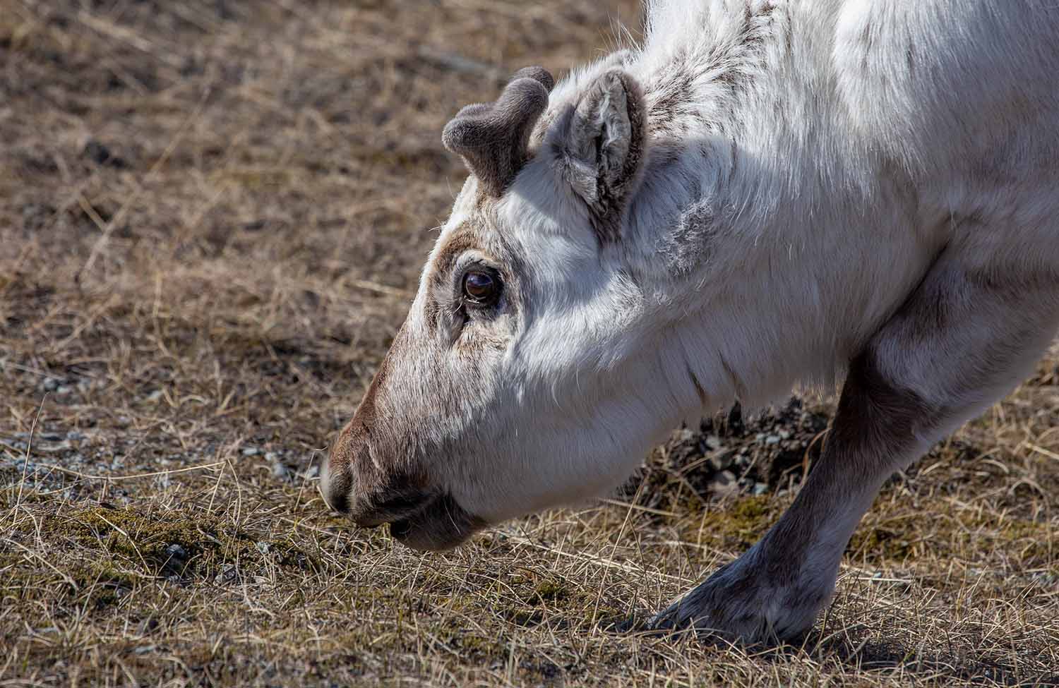 Longyearbyen Svalbard-Rentier