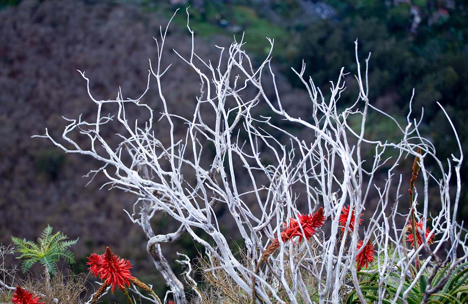 Aussichtspunkt Nonnental Madeira Pflanzen