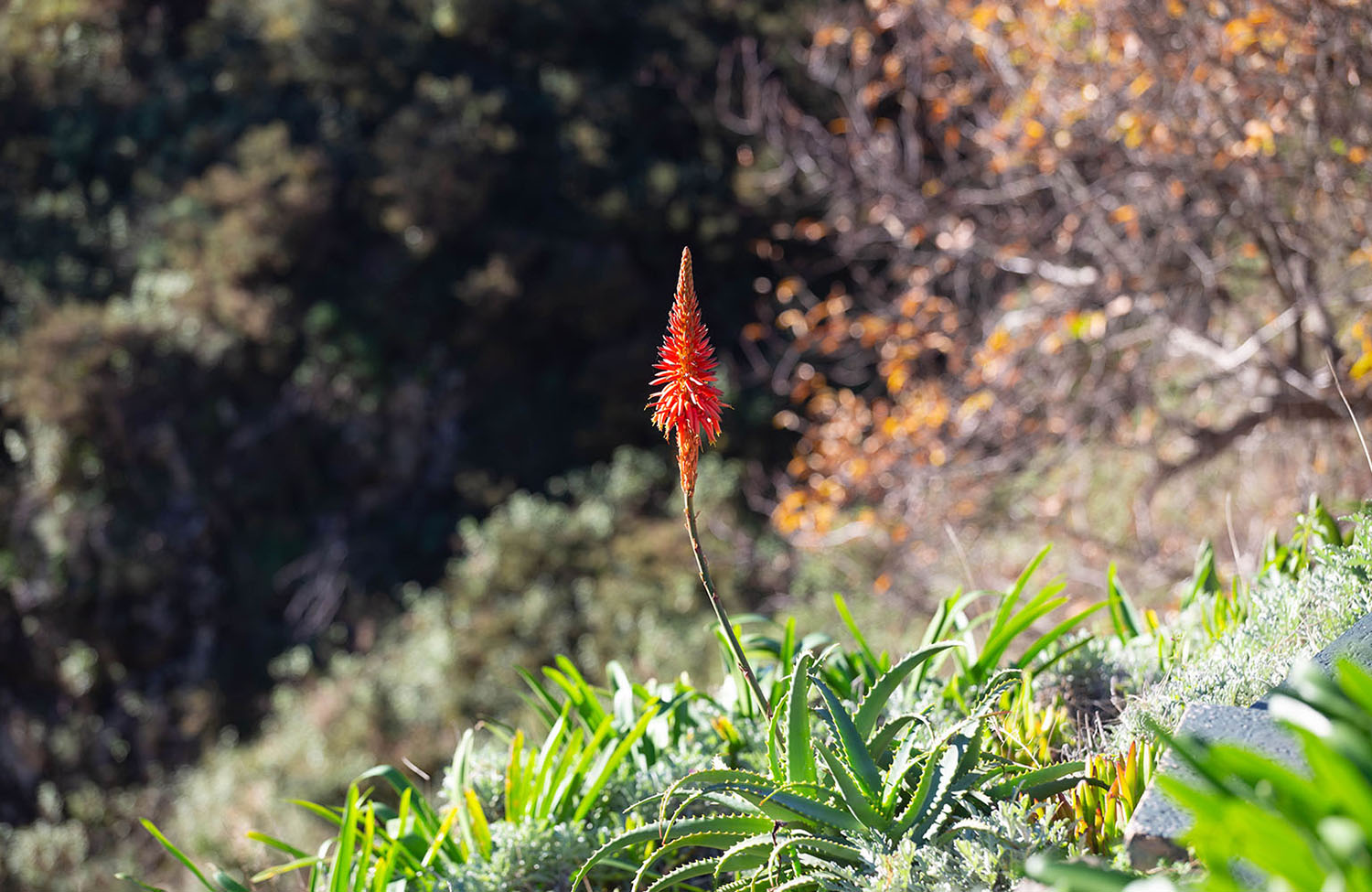 Aussichtspunkt Nonnental Madeira Pflanzen