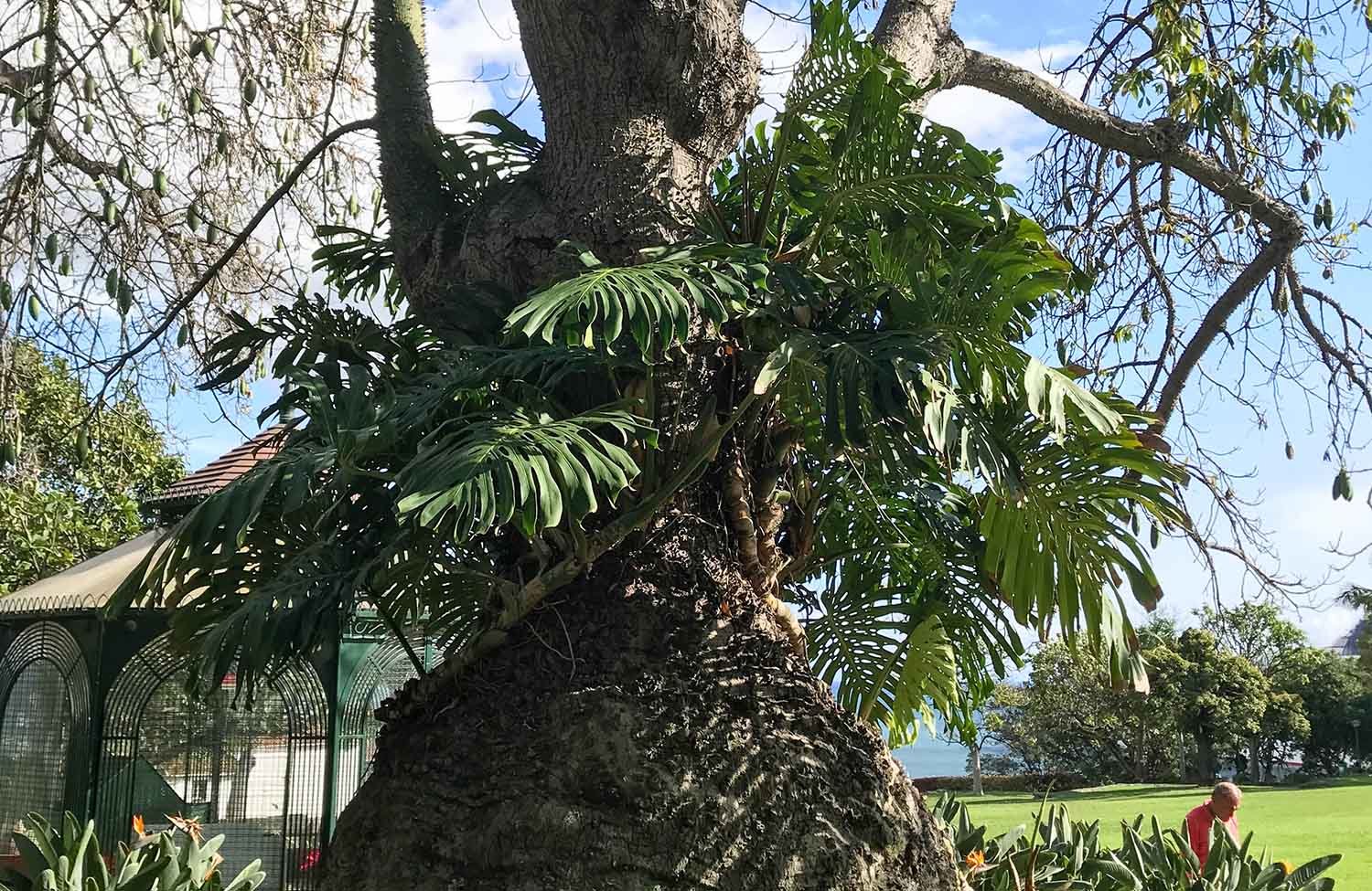 Jardim Municipal do Funchal