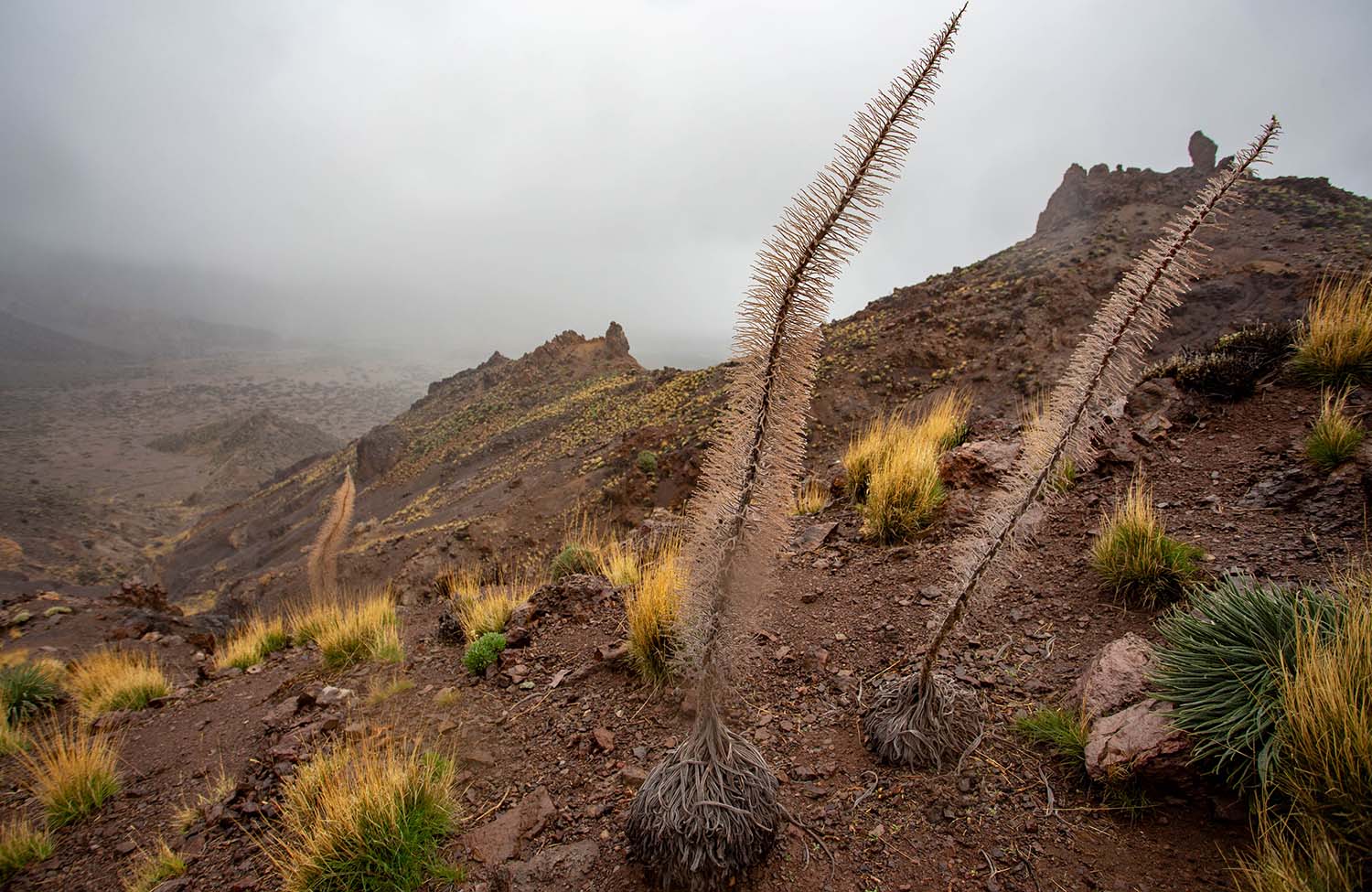 Teide Nationalpark Teide-Natternkopf