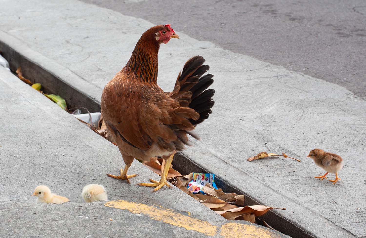 Huhn mit Küken in Basseterre