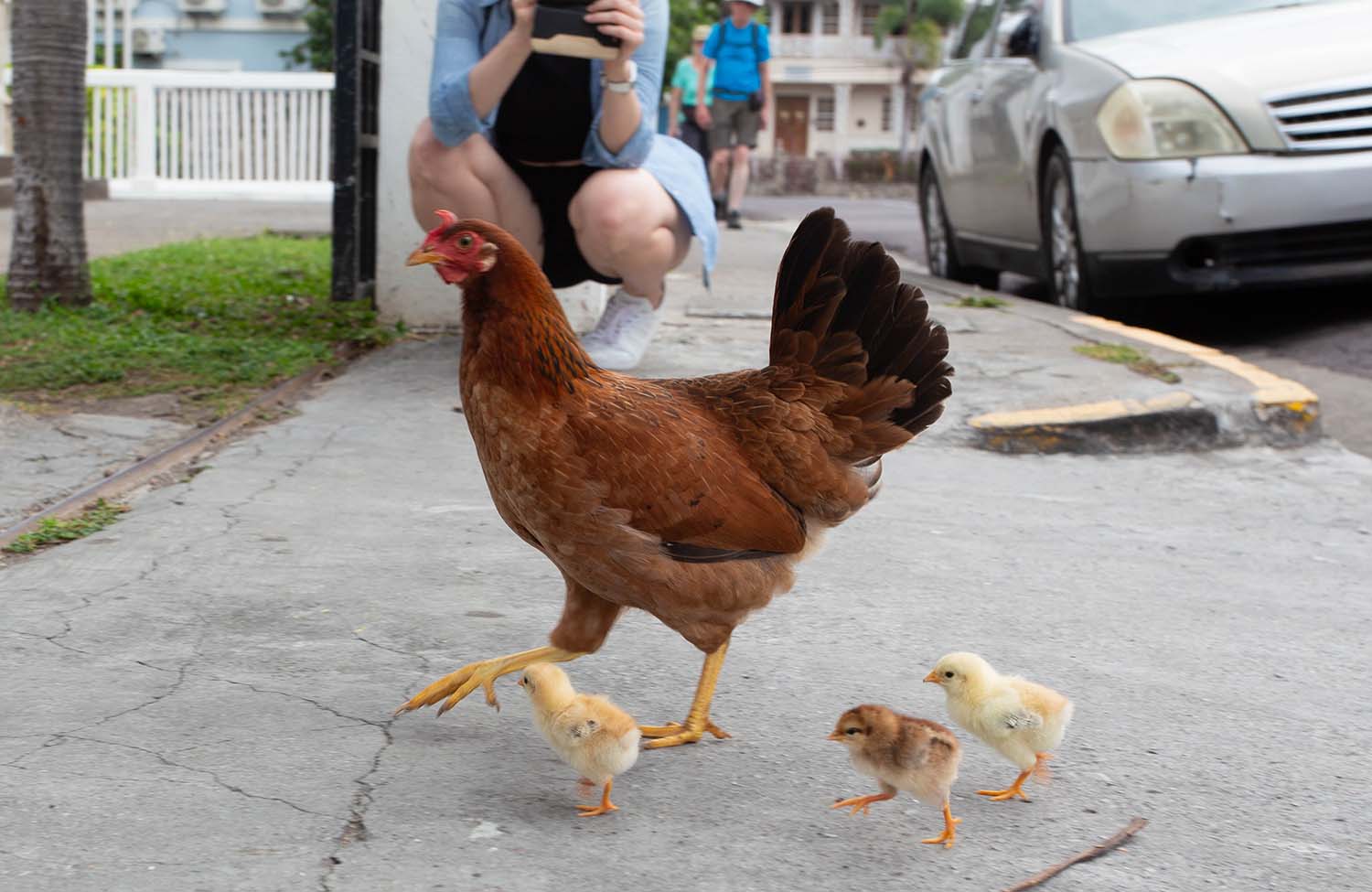 Huhn mit Küken in Basseterre