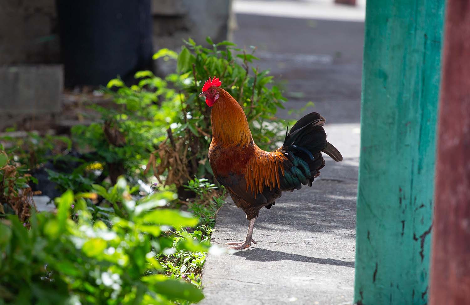 Huhn mit Küken in Basseterre