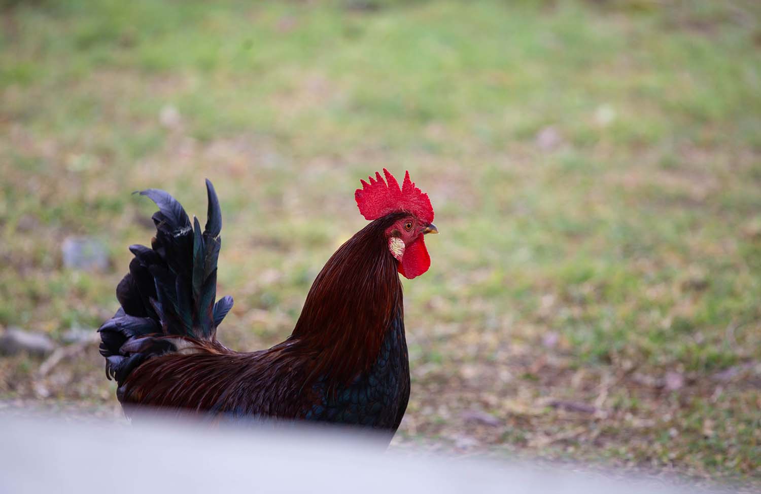 Huhn mit Küken in Basseterre