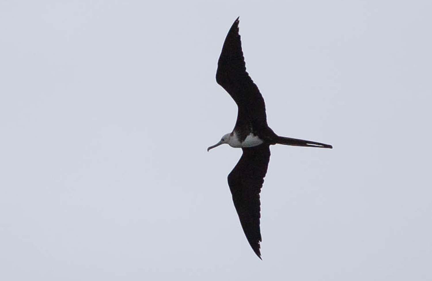 Vögel St. Kitts Nevis