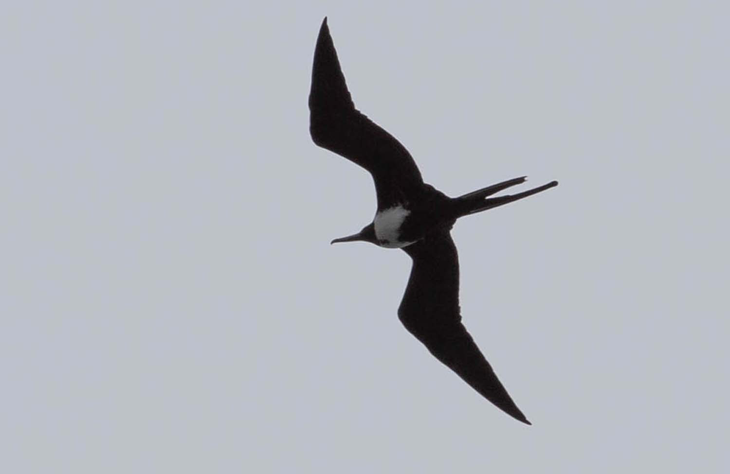 Vögel St. Kitts Nevis