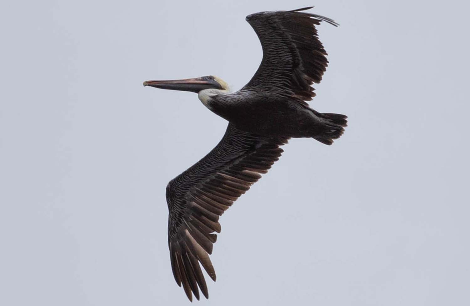 Braunpelikan (Pelecanus occidentalis) St. Kitts Nevis