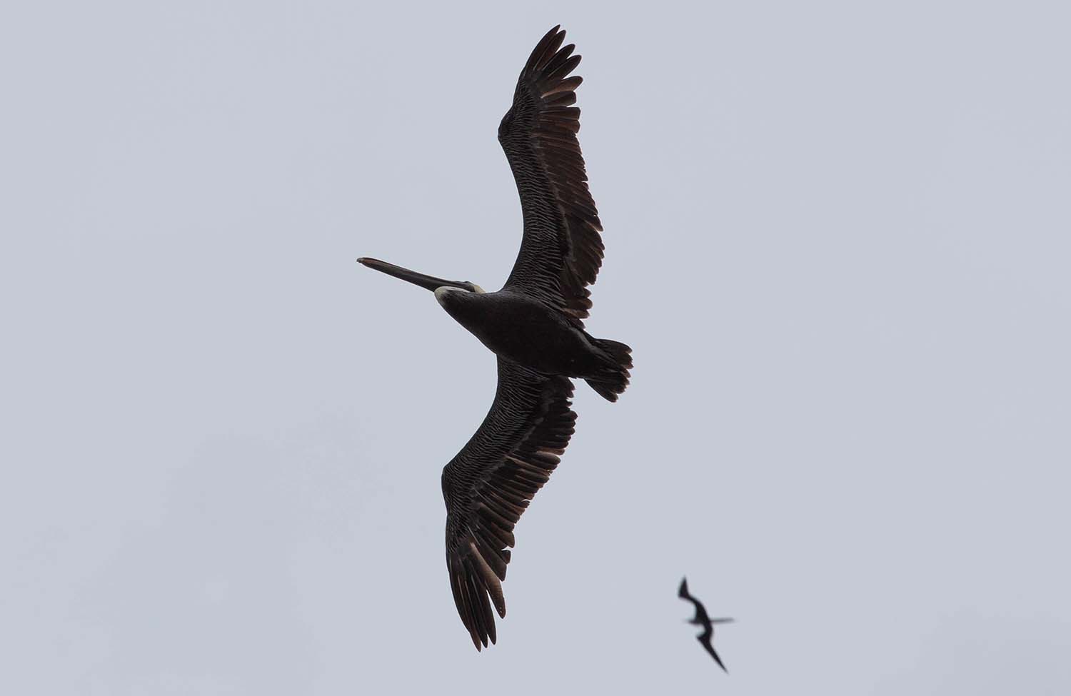 Braunpelikan (Pelecanus occidentalis) St. Kitts Nevis