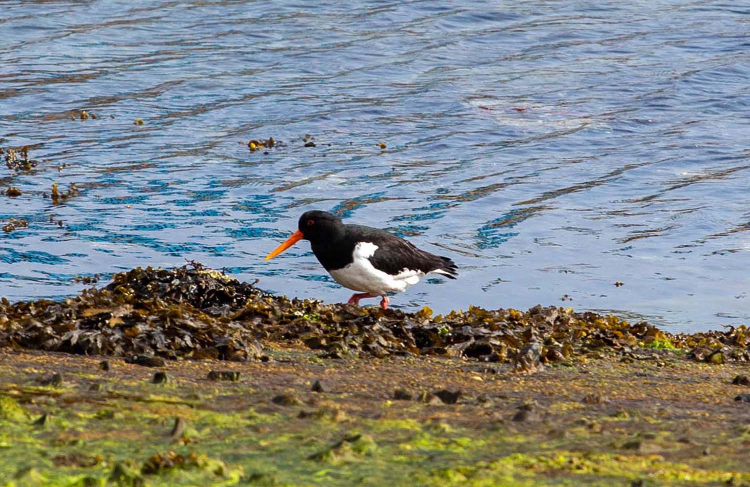 Vogelwelt in Lerwick